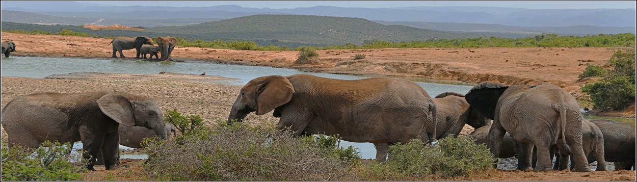 Addo Elephant park, je nádherné je vidět ve volné přírodě naprosto spokojené, je jich zde asi 3 tisíce na ploše více než 7000 ha 