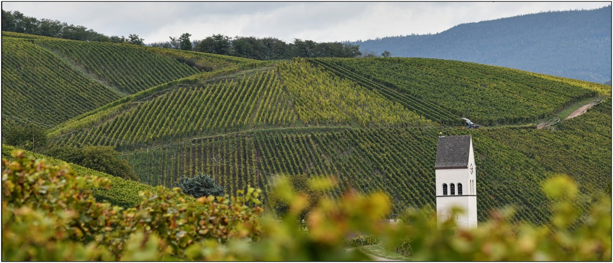 Alsasko září 2024, kouzelná cesta vinicemi do Turckheimu