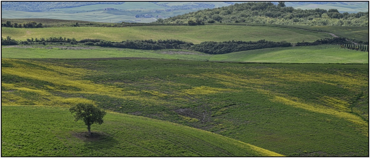 Duben 2024 - nádherná hra barev luk a řepky, tady mně nevadí
