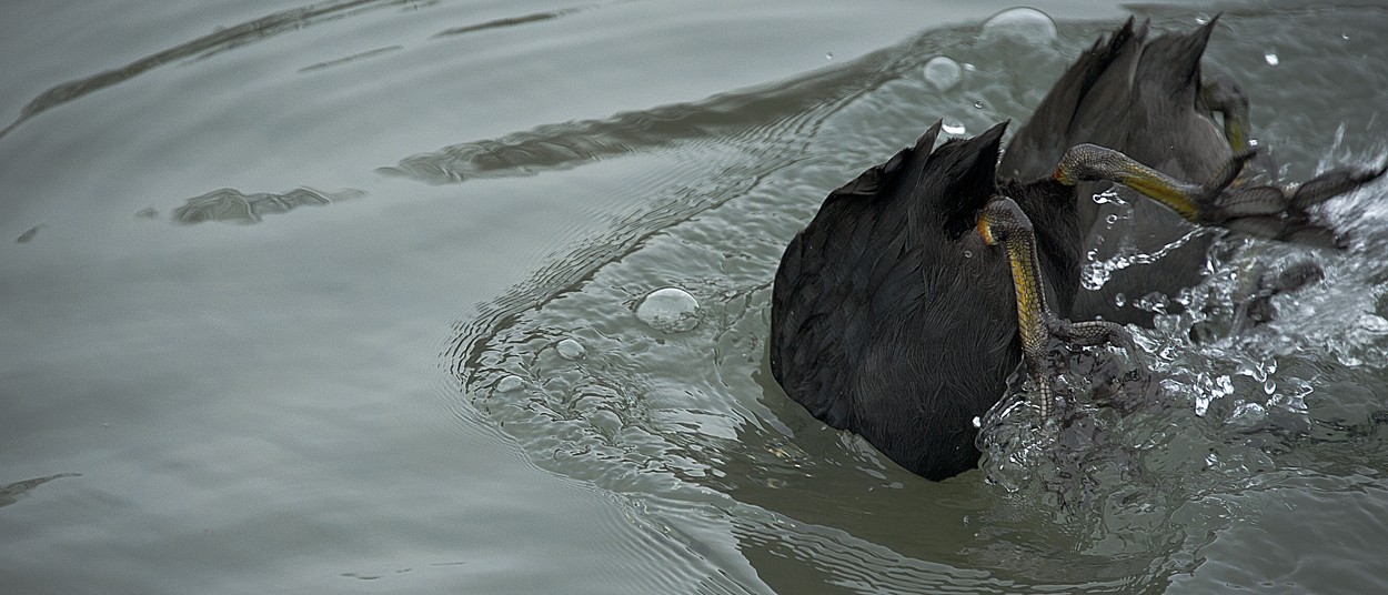 Dvě aquabely na jezeře Adenauerweiher nedaleko Kolína nad Rýnem únor 2018