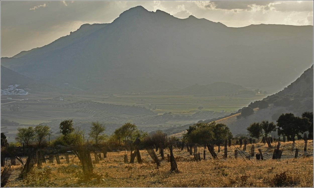 Poslední paprsky na olivovníky a Montes de Málaga, říjen 2018 
