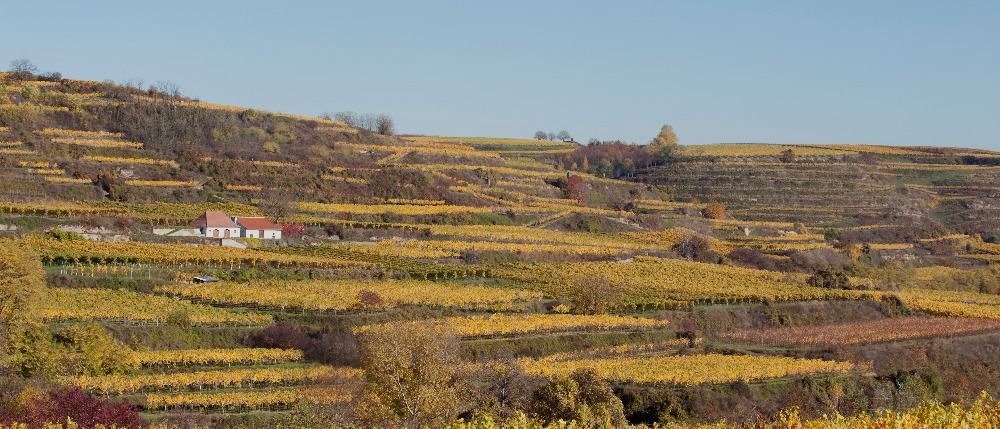 Rakousko 2011, podzimní procházka  vinicemi v Kamptalu