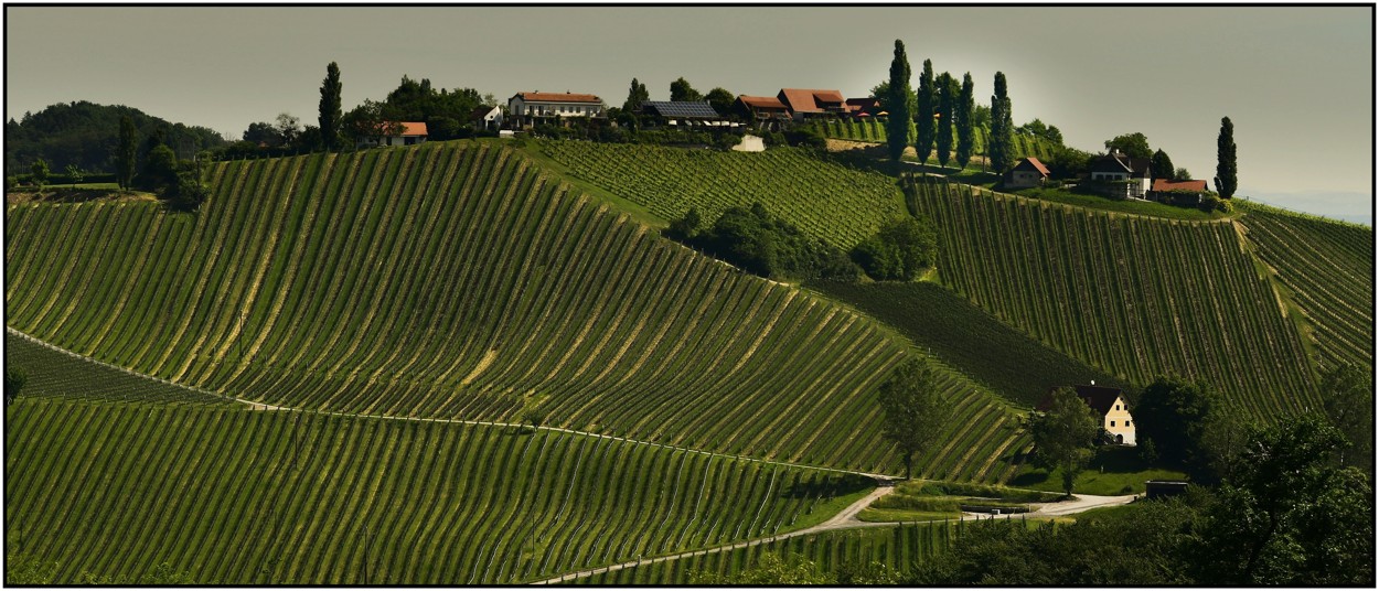 Steiermark, červen 2025 Weinidylle Dreisibner-takto vypadaly výhledy na všechny strany, pro mne Malé Toskánsko, pouze místo cypřišů topoly a skvělé víno