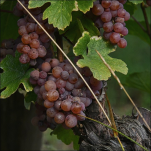 Alsasko září 2024, Gewürtztraminer...
