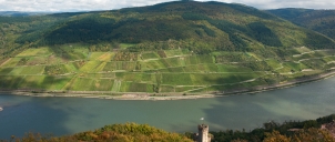 Německo podzimní Rýn s vinicemi 2014