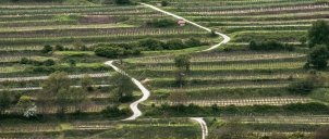 Rakousko Kamptal cesta  jarními  vinicemi...