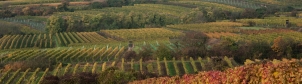 Rakousko podzimní vinice Wiedendorf 2016