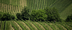 Steiermark, červen 2025-tato nádherná...